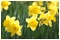 April 2010: Spring daffodils in Colchester's Castle Park