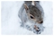 Photograph 10 of 15, December 2010: A squirrel in Colchester's Castle Park appreciates being fed after heavy snowfall