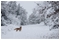 December 2010: Colchester's Hilly Fields nature reserve transformed into a Christmas card scene by heavy snowfall