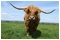 June 2009: A Highland cow, photographed at The Old Blacksmiths Shop Visitor Centre in Gretna Green, Scotland