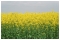 April 2005: An oil seed field near Brockett's Hall in the Tendring peninsula of Essex