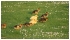 April 2007: This season's ducklings enjoying The Meadows in Stamford