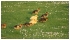 April 2007: This season's ducklings enjoying The Meadows in Stamford