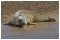 Photograph 7 of 10, April 2006: The boats visit Blakeney Point and its resident colony of common and grey seals