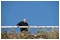 March 2008: A lone gentleman admires the view from the cliffs above Bournemouth sea front